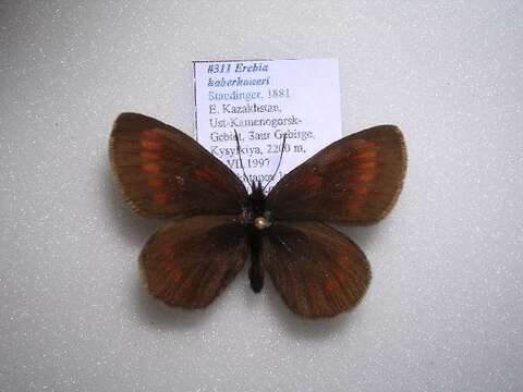 Erebia haberhaueri Staudinger 1881 resmi