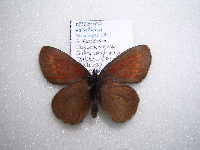 Erebia haberhaueri Staudinger 1881 resmi