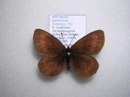 Erebia haberhaueri Staudinger 1881 resmi