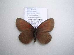 Erebia haberhaueri Staudinger 1881 resmi