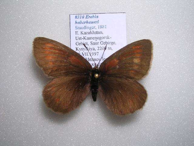 Erebia haberhaueri Staudinger 1881 resmi