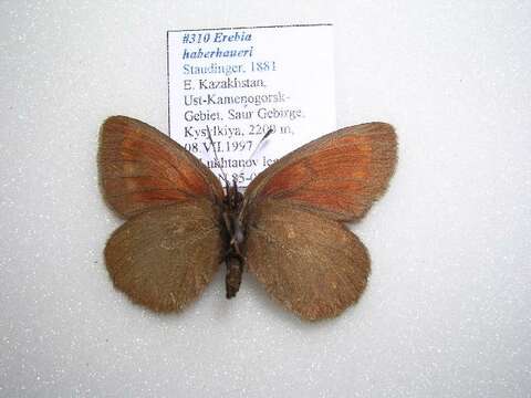 Image of Erebia haberhaueri Staudinger 1881