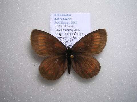 Image of Erebia haberhaueri Staudinger 1881