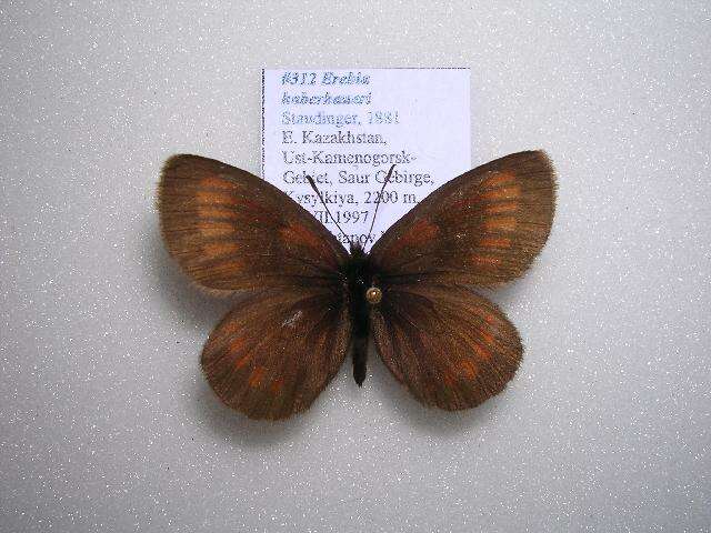 Erebia haberhaueri Staudinger 1881 resmi