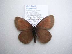 Erebia haberhaueri Staudinger 1881 resmi