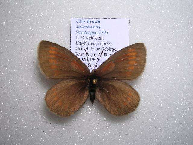 Erebia haberhaueri Staudinger 1881 resmi