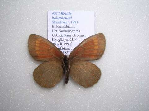 Erebia haberhaueri Staudinger 1881 resmi