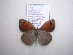 Sivun <i>Erebia callias sibirica</i> kuva