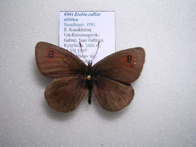 Image of <i>Erebia callias sibirica</i>