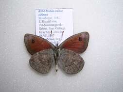 Image of <i>Erebia callias sibirica</i>