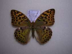 Image of Argynnis pandora