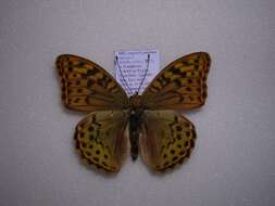 Image of Argynnis pandora