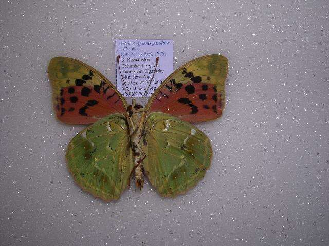 Image of Argynnis pandora