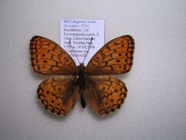 Image of Argynnis niobe