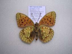 Image of Argynnis niobe