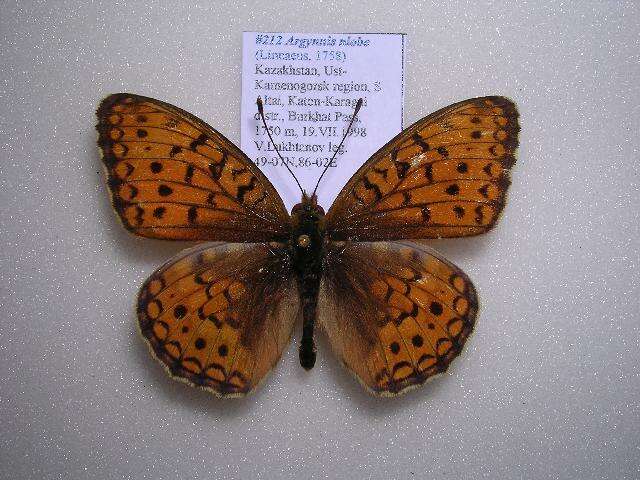 Image of Argynnis niobe