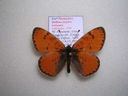 Image of <i>Melitaea fergana ketmeana</i>