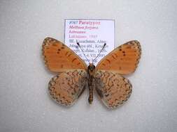 Image of <i>Melitaea fergana ketmeana</i>