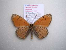 Image of <i>Melitaea fergana ketmeana</i>