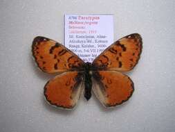 Image of <i>Melitaea fergana ketmeana</i>