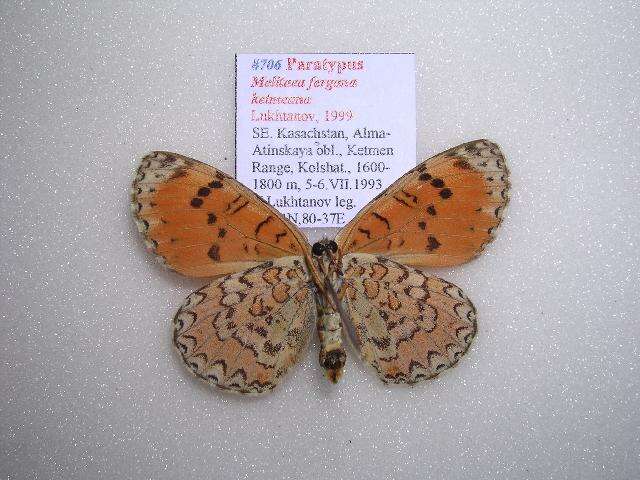 Image of <i>Melitaea fergana ketmeana</i>