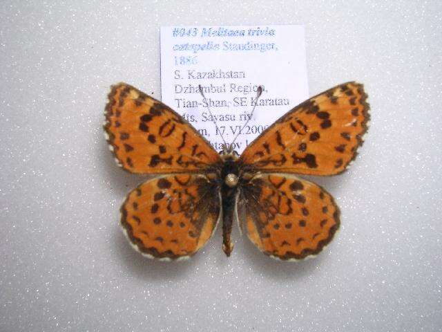 Plancia ëd <i>Melitaea trivia catapelia</i>