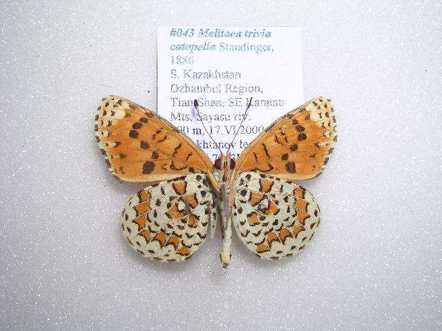 Plancia ëd <i>Melitaea trivia catapelia</i>