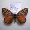 Image of Melitaea ala bicolor Seitz 1908