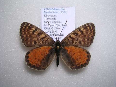 Image of Melitaea ala bicolor Seitz 1908