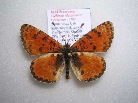 Image of <i>Melitaea ala zaisana</i>