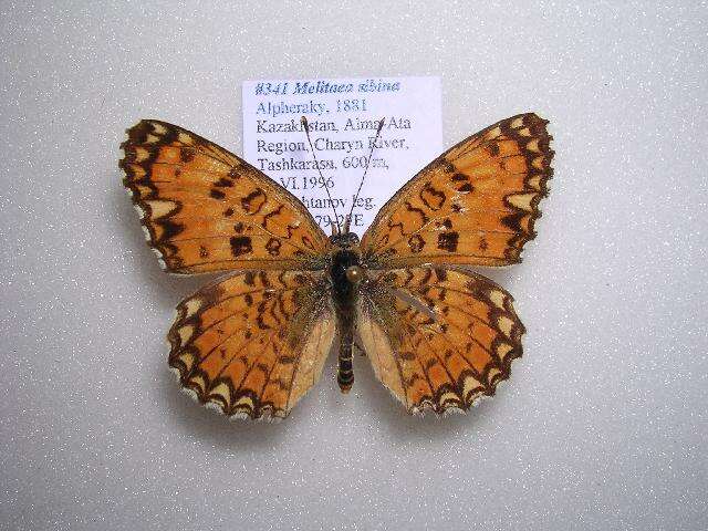 Image de Melitaea sibina Alphéraky 1882