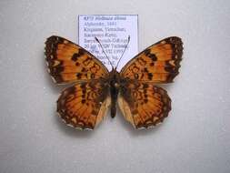 Image de Melitaea sibina Alphéraky 1882