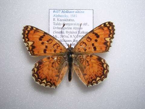 Image de Melitaea sibina Alphéraky 1882