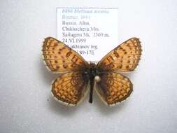 Image de Melitaea arcesia Bremer 1861