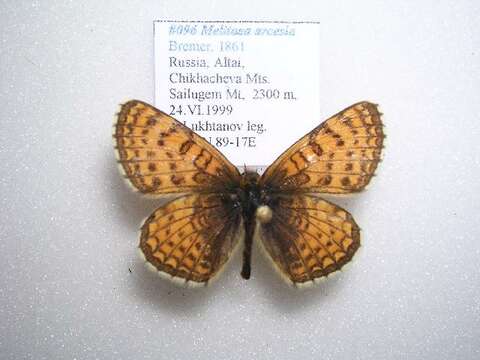 Plancia ëd Melitaea arcesia Bremer 1861