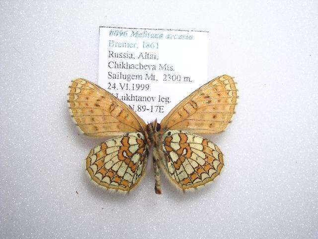 Image de Melitaea arcesia Bremer 1861