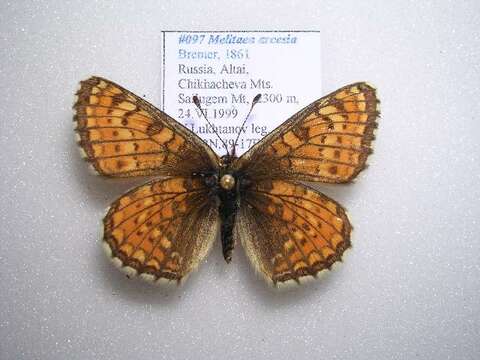 Plancia ëd Melitaea arcesia Bremer 1861