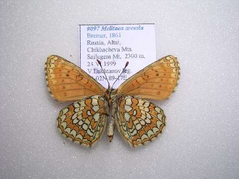 Plancia ëd Melitaea arcesia Bremer 1861