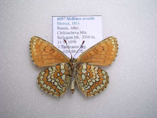 Image de Melitaea arcesia Bremer 1861