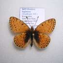 Image of <i>Boloria hegemone</i>