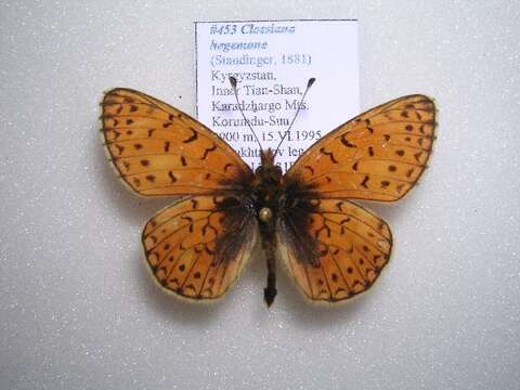 Image of <i>Boloria hegemone</i>