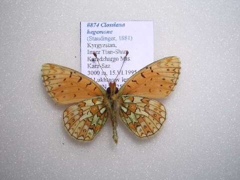 <i>Boloria hegemone</i>的圖片