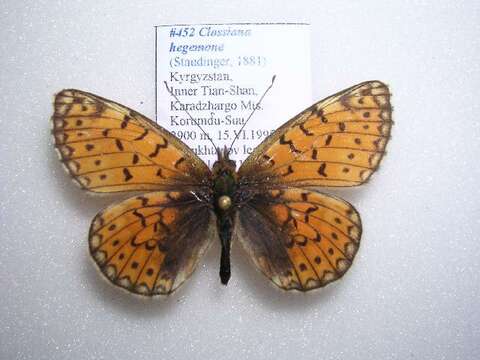 <i>Boloria hegemone</i>的圖片