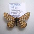 <i>Euphydryas merope altivolans</i>的圖片