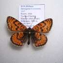 Imagem de <i>Melitaea latonigena</i>