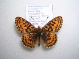 Image of Boloria selenis