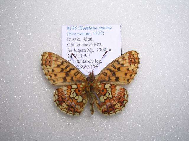 Image of Boloria selenis