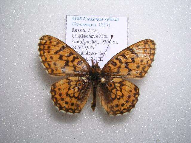 Image of Boloria selenis