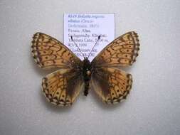 Image de Boloria napaea altaica Grum-Grshimailo 1893