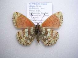 Image de Boloria napaea altaica Grum-Grshimailo 1893